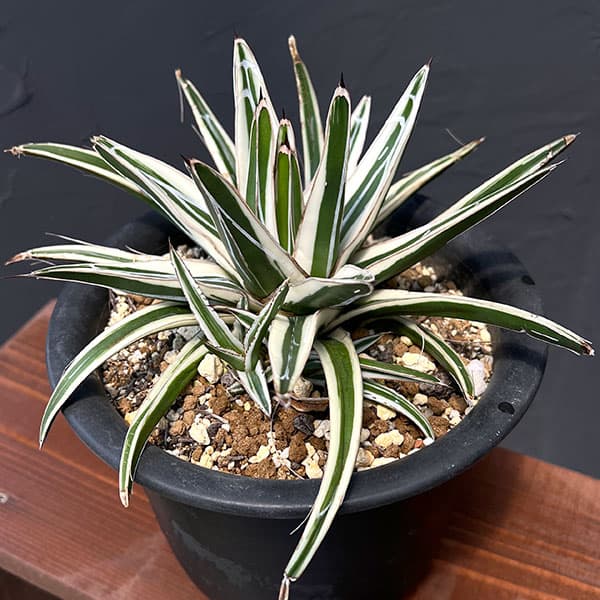 園芸ネット本店｜[ザ・ファームセレクト]アガベ：氷山（ビクトリア