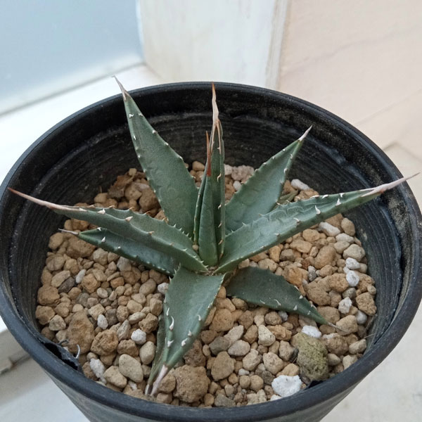 園芸ネット本店｜アガベ：ユタエンシス ユタエンシス 3.5号鉢植え の