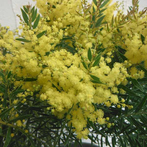 園芸ネット本店｜アカシア：テレサ7号鉢植え の通販【公式】