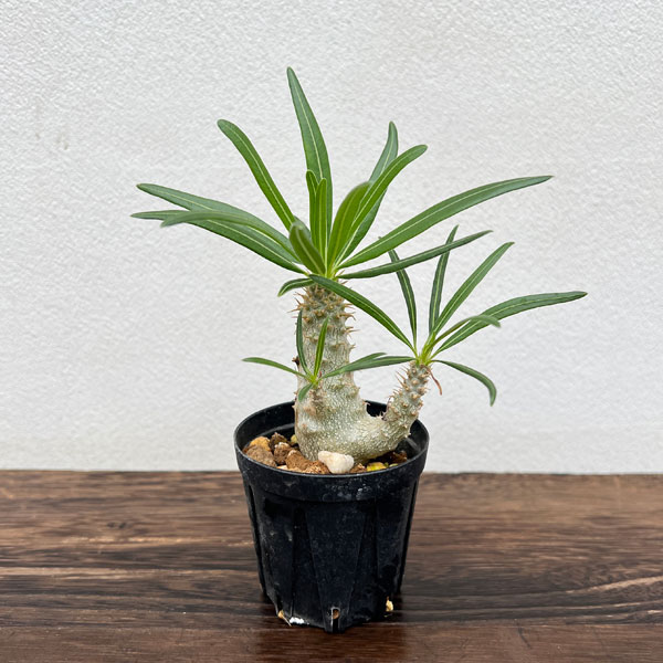 園芸ネット本店｜パキポディウム：グラキリス 特選実生株 2号ポット の