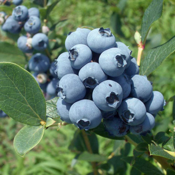 園芸ネット本店｜ブルーベリー（ハイブッシュ系）：バークレイ3.5号