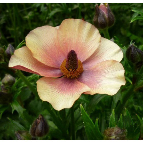 園芸ネット本店｜[送料無料]ラナンキュラス：ラックス ウラノス3.5-4号