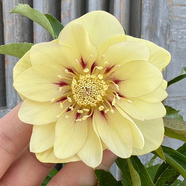 園芸ネット本店｜杉光園芸さんのクリスマスローズ：ダブルゴールド24