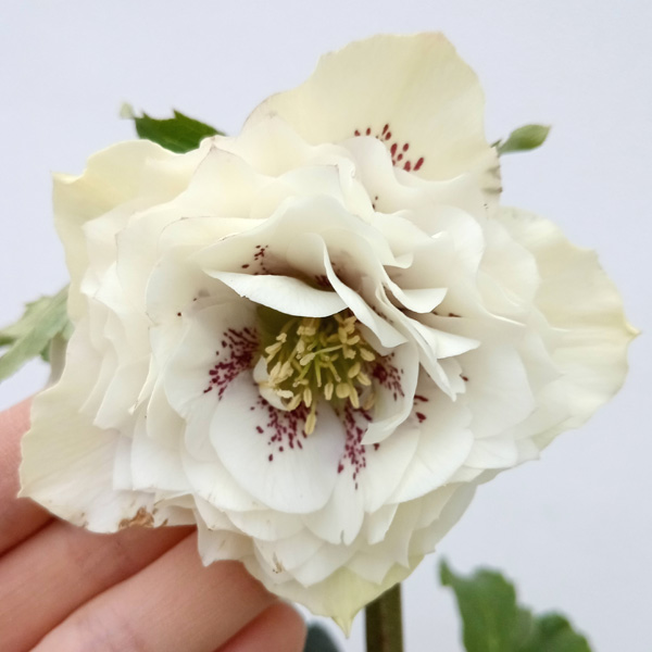 園芸ネット本店｜杉光園芸さんのクリスマスローズ：多弁系24-04