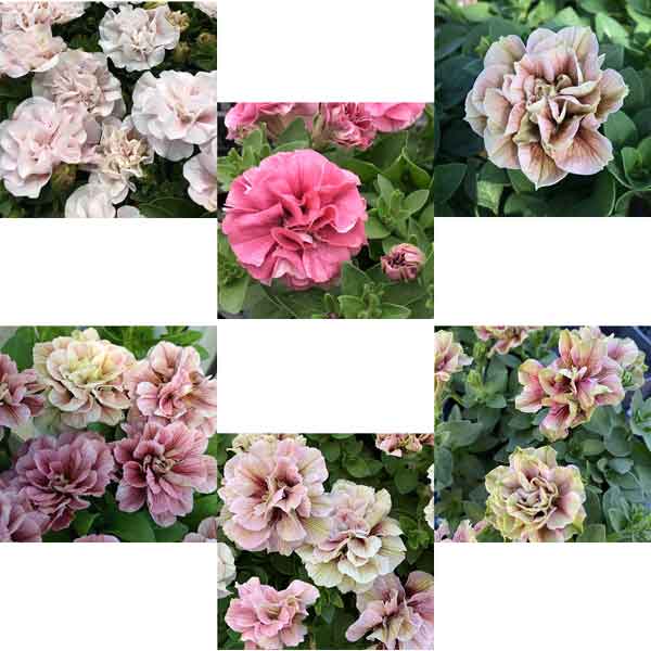 園芸ネット本店｜ペチュニア：ホイップマカロン バラエティ6品種セット