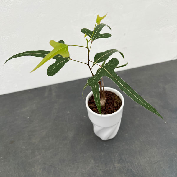 園芸ネット本店｜ブラキキトン（ボトルツリー）：ポプルネウス 細葉系