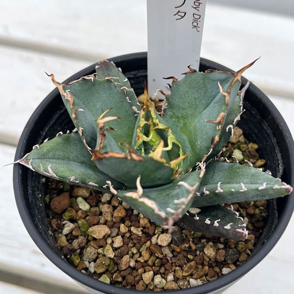 園芸ネット本店｜アガベ：チタノタ 白鯨 3.5号鉢植え の通販【公式】