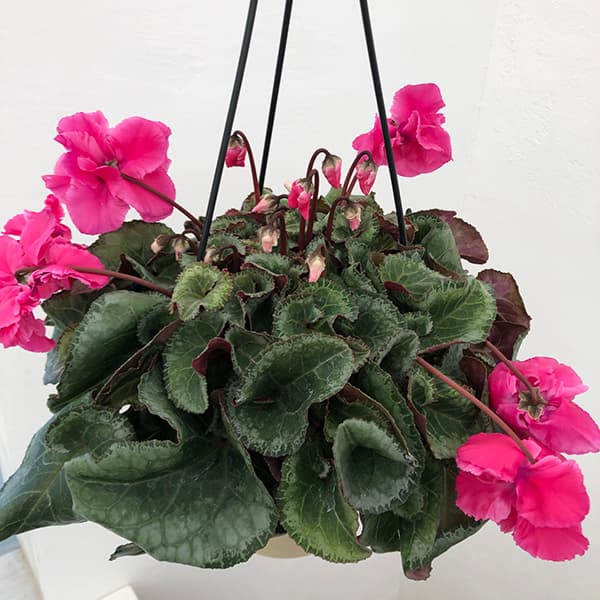 園芸ネット本店｜シクラメン：フローエル（24-07）5号鉢植え の通販