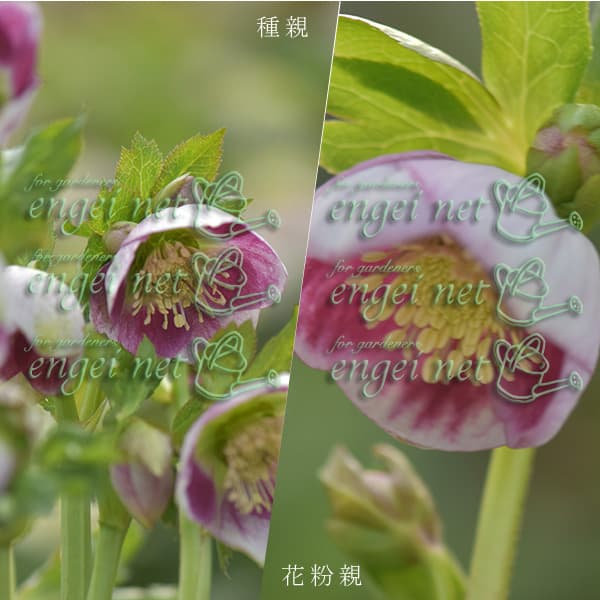 園芸ネット本店｜【お1人様1ポット】大和園さんのクリスマスローズ：24