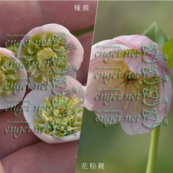 園芸ネット本店｜【お1人様1ポット】大和園さんのクリスマスローズ：24