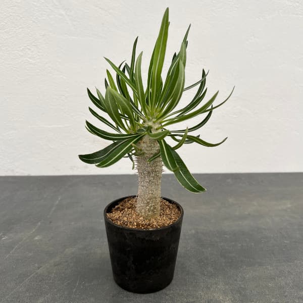 園芸ネット本店｜パキポディウム ：イノピナツム の通販【公式】