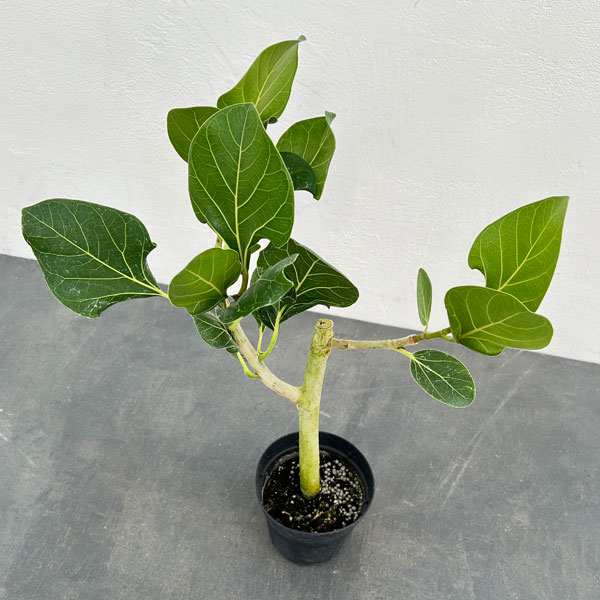 園芸ネット本店｜フィカス：ベンガレンシス クリシュナ 3.5号ポット の