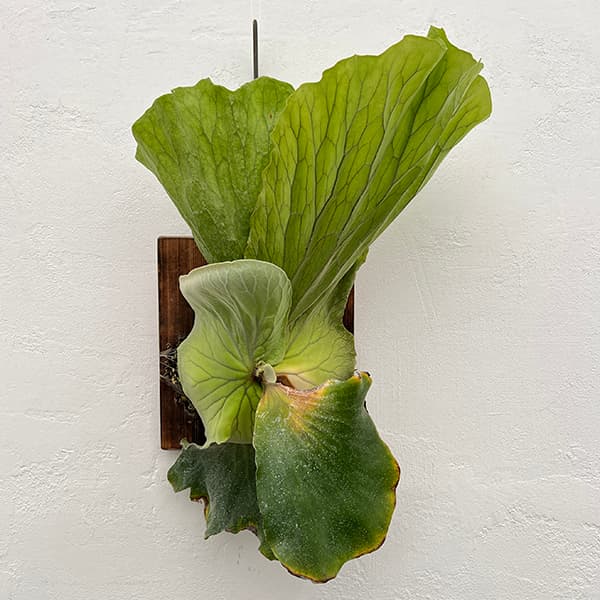 園芸ネット本店｜ビカクシダ（コウモリラン）：エレファントティス