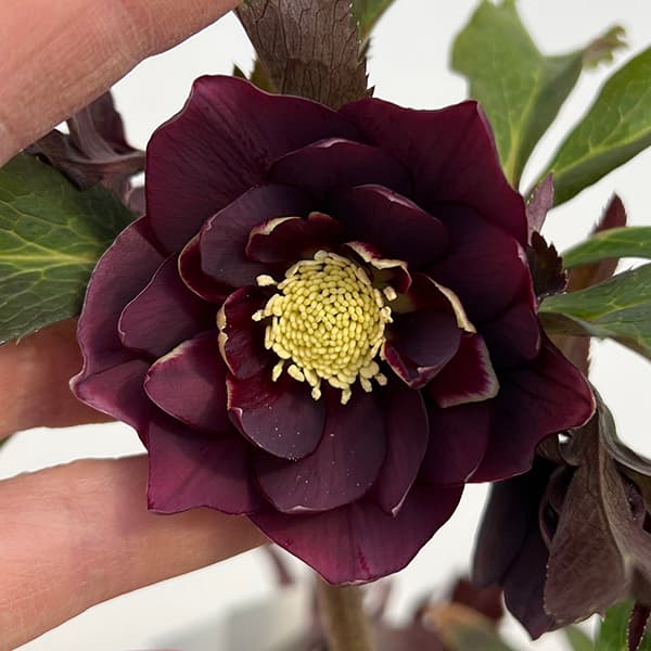 園芸ネット本店｜若泉ファームさんのクリスマスローズ：25-16雅