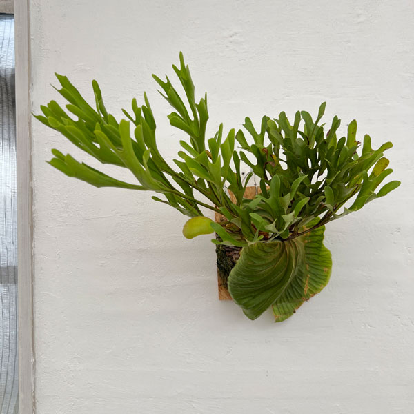 園芸ネット本店｜ビカクシダ（コウモリラン）：リドレイセンター