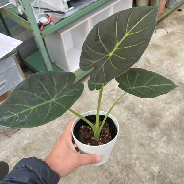 園芸ネット本店｜アロカシア：リーガルシールズ 3.5号ポット の通販