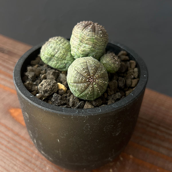 園芸ネット本店｜ユーフォルビア：オベサ（多頭） 2.5号鉢植え の通販