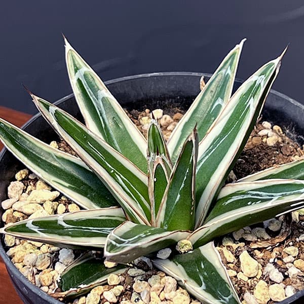 園芸ネット本店｜アガベ：氷山（ビクトリアレギネ斑入り）3号 の通販