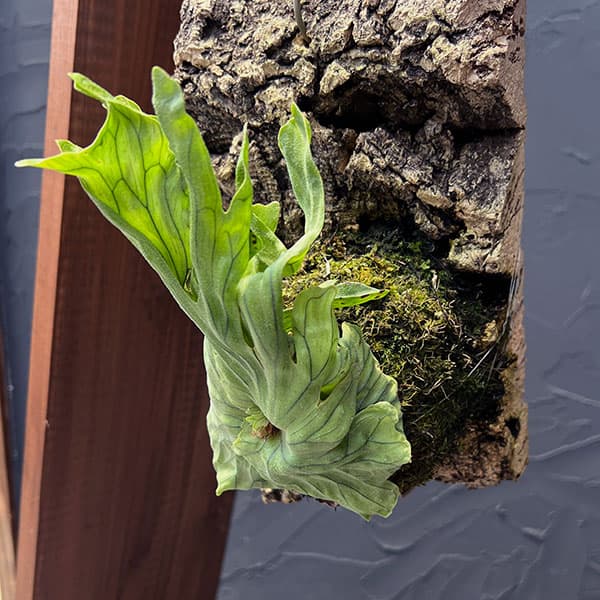 園芸ネット本店｜[ザ・ファームセレクト]ビカクシダ（コウモリラン