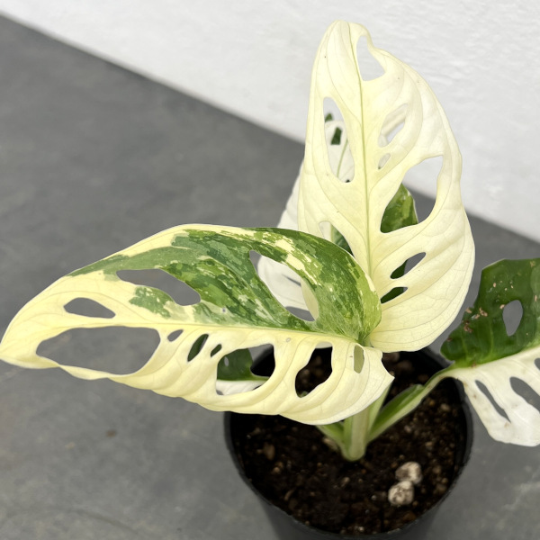 園芸ネット本店｜マドカズラ：斑入り 3号25-01 の通販【公式】