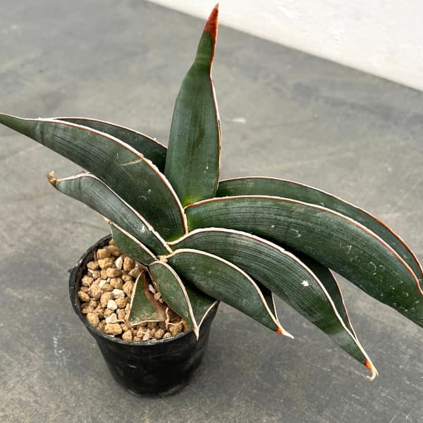 園芸ネット本店｜[ザ・ファームセレクト]サンセベリア：ロリダ 2.5号