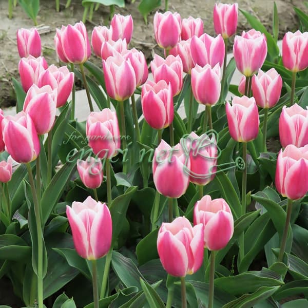 園芸ネット本店｜チューリップ：マンディーズチョイス 3球入り の通販