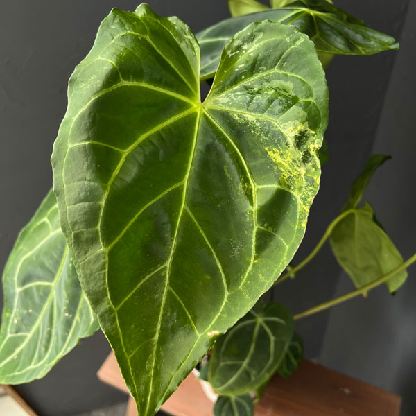 園芸ネット本店｜アンスリウム：クリスタリナム×マグ二フィカ