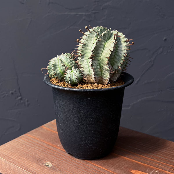 園芸ネット本店｜ユーフォルビア：ホリダ（実生セレクト株） 3.5号