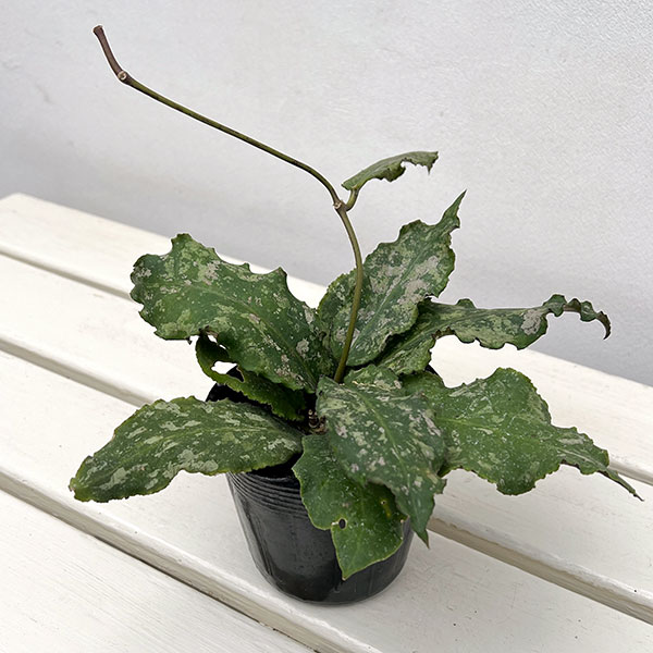 園芸ネット本店｜ホヤ：ウンデュラータ 3.5号ポット の通販【公式】