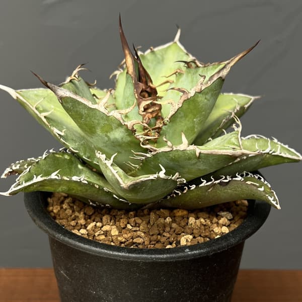 アガベ オテロイ（親株＋子株3） 園芸ネット本店｜アガベ：オテロイ 3
