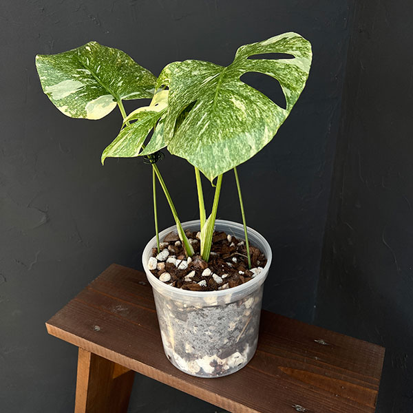 園芸ネット本店｜モンステラ：デリシオーサ レガシー 5号25-03 の通販