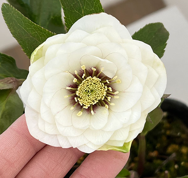 園芸ネット本店｜横山園芸さんのクリスマスローズ：26-04プリマドレス