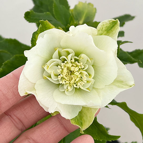 園芸ネット本店｜若泉ファームさんのクリスマスローズ：26-25