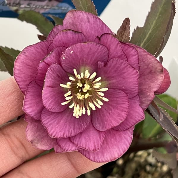 園芸ネット本店｜クリスマスローズ：ベーシックダブル26-85／1.5L