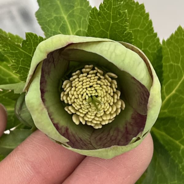 園芸ネット本店｜大和園さんのクリスマスローズ：26-12グリーンパステ