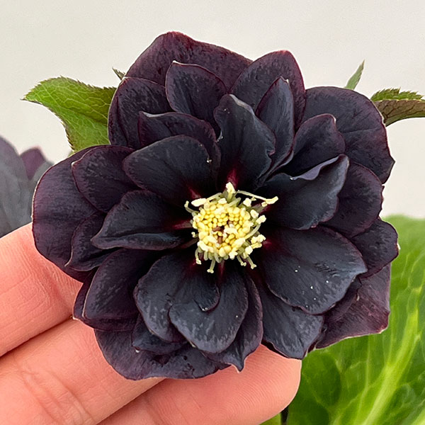 園芸ネット本店｜クリスマスローズ：ベルギー育種 ダブルブラック26-30