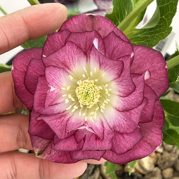 園芸ネット本店｜高正園さんのクリスマスローズ：26-38ダブル／5号