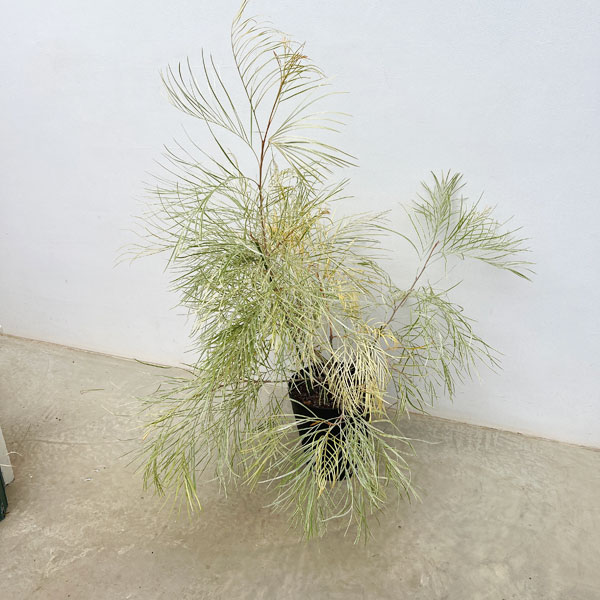 園芸ネット本店｜グレビレア：ハニーワンダー 7号鉢植え の通販【公式】