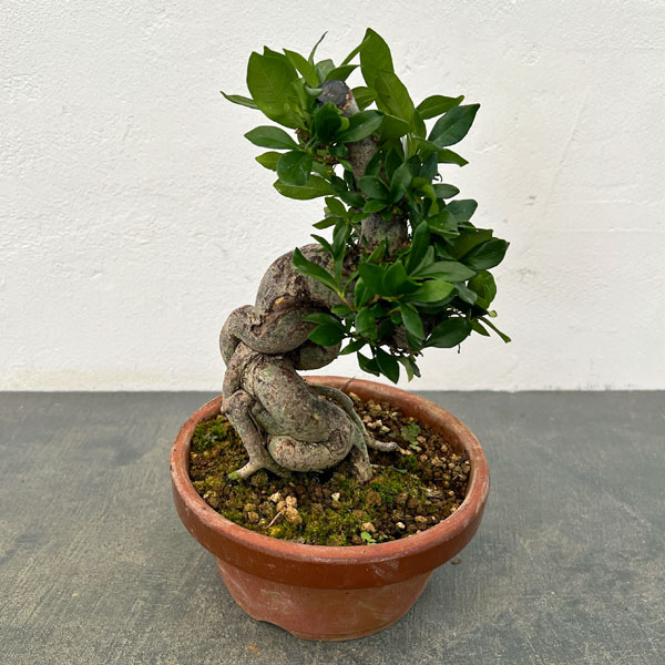 園芸ネット本店｜クチナシ：極太 陶器鉢植え25-01 の通販【公式】