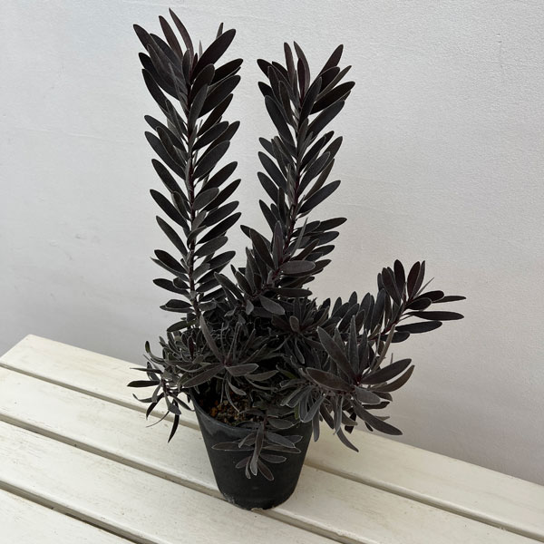 園芸ネット本店｜リューカデンドロン：デュリフ（大） 5号鉢植え の