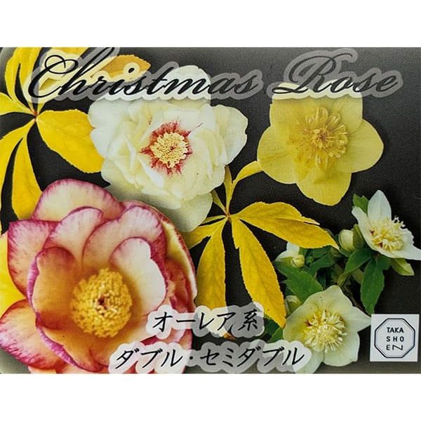 園芸ネット本店｜高正園さんのクリスマスローズ：ダブル・セミダブル