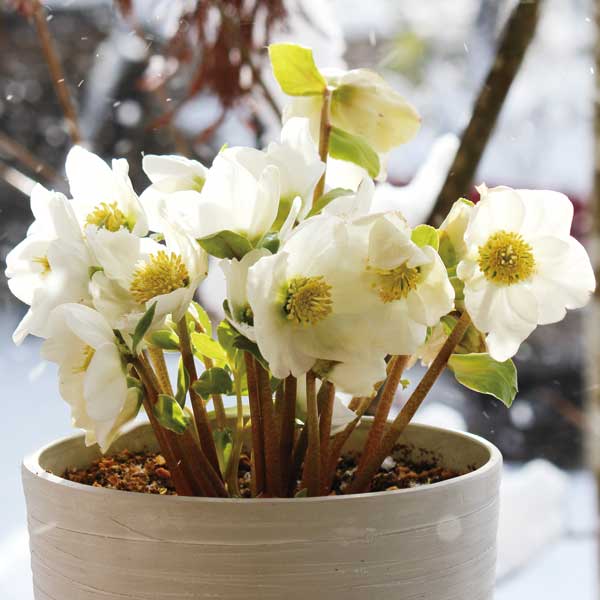 園芸ネット本店｜クリスマスローズ（原種系）：早咲きニゲル3号ポット