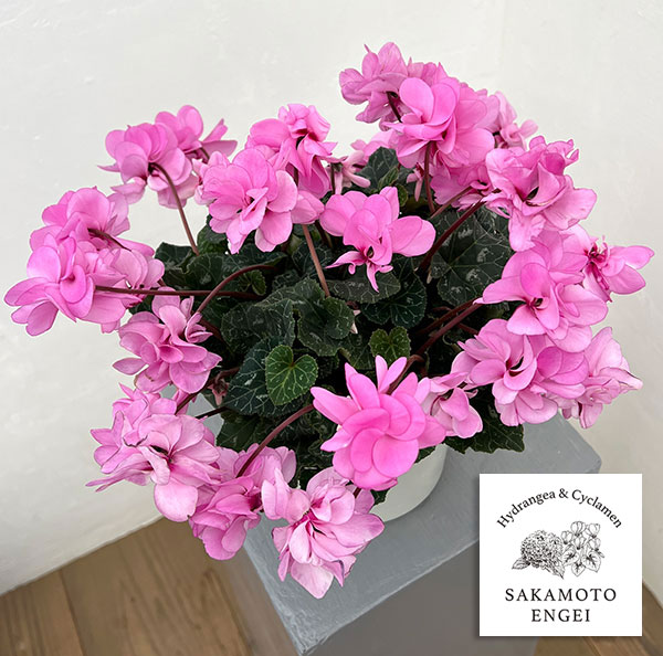 園芸ネット本店｜シクラメン（八重咲き）：ウインク ピンクハート