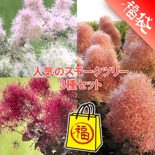 園芸ネット本店｜人気のスモークツリー苗木3種セット の通販【公式】