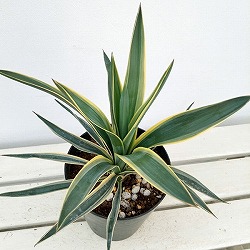 園芸ネット本店｜ユッカ：ペリクローサ 4号 の通販【公式】