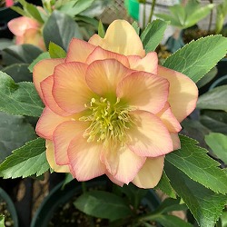 園芸ネット本店｜杉光園芸さんのクリスマスローズ：シングル24-16