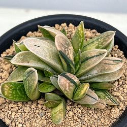 園芸ネット本店｜ガステリア の商品一覧【公式】