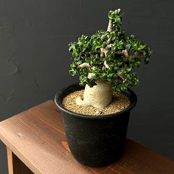 園芸ネット本店｜オペルクリカリア：デカリー （実生株） 2.5号鉢植え