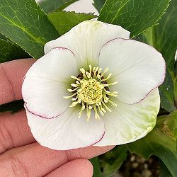 園芸ネット本店｜若泉ファームさんのクリスマスローズ：25-39