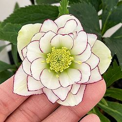 園芸ネット本店｜よりどりお買い得コーナー:クリスマスローズ 2ポット